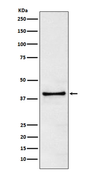 TRIB3 Recombinant Rabbit Monoclonal Antibody