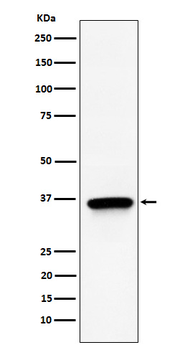 TIMM50 Recombinant Rabbit Monoclonal Antibody