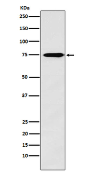 Synapsin II Recombinant Rabbit Monoclonal Antibody