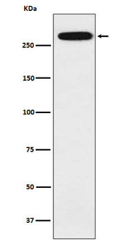 Spectrin alpha chain Recombinant Rabbit Monoclonal Antibody