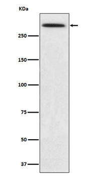 Spectrin alpha chain Recombinant Rabbit Monoclonal Antibody