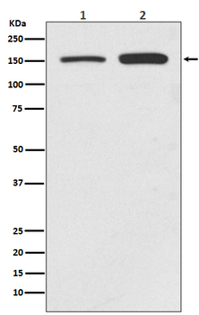 SMC1 alpha Recombinant Rabbit Monoclonal Antibody