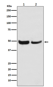 SKP2 Recombinant Rabbit Monoclonal Antibody