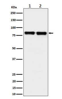 PKC delta/theta Recombinant Rabbit Monoclonal Antibody