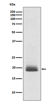 Ras Recombinant Rabbit Monoclonal Antibody