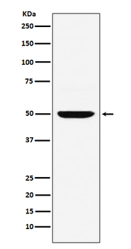 IRF4 Recombinant Rabbit Monoclonal Antibody