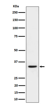 Phospho-CDK1/2 (Thr161/Thr160) Recombinant Rabbit Monoclonal Antibody