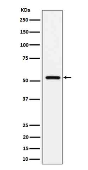 Fetuin beta Recombinant Rabbit Monoclonal Antibody