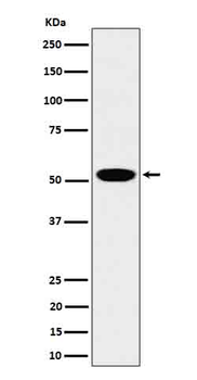 LAP3 Recombinant Rabbit Monoclonal Antibody