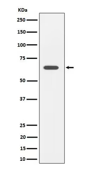 SOCS7 Recombinant Rabbit Monoclonal Antibody