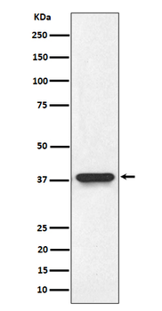 N myc interactor Recombinant Rabbit Monoclonal Antibody
