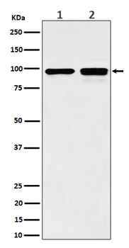 MCM6 Recombinant Rabbit Monoclonal Antibody