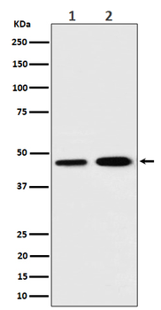 TIM44 Recombinant Rabbit Monoclonal Antibody