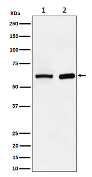 ATE1 Recombinant Rabbit Monoclonal Antibody