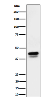 Phospho-c Jun/JunD (Ser73/Ser100) Recombinant Rabbit Monoclonal Antibody