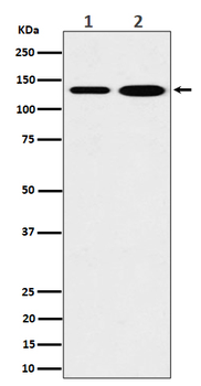 MYO1B Recombinant Rabbit Monoclonal Antibody
