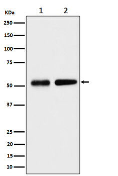 Septin 8 Recombinant Rabbit Monoclonal Antibody