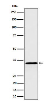 Inorganic pyrophosphatase Recombinant Rabbit Monoclonal Antibody