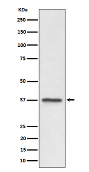 C3orf38 Recombinant Rabbit Monoclonal Antibody