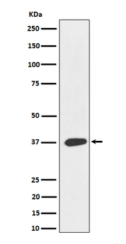 MAS1L Recombinant Rabbit Monoclonal Antibody