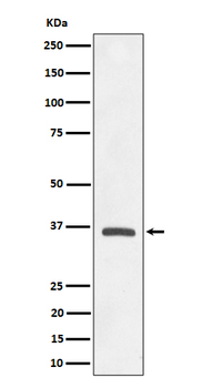 OXGR1/GPR80 Recombinant Rabbit Monoclonal Antibody