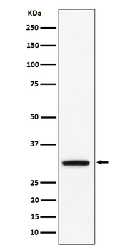PLSCR3 Recombinant Rabbit Monoclonal Antibody
