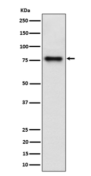 Cip4 Recombinant Rabbit Monoclonal Antibody