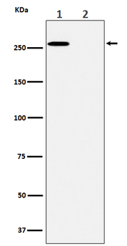 Phospho-ACACA (Ser80) Recombinant Rabbit Monoclonal Antibody