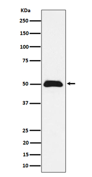 ABRAXAS1 Recombinant Rabbit Monoclonal Antibody