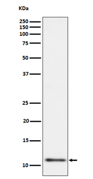UQCRH Recombinant Rabbit Monoclonal Antibody