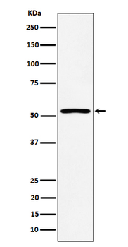 SAMM50 Recombinant Rabbit Monoclonal Antibody