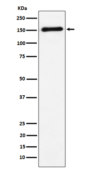 CNTN4/AXCAM Recombinant Rabbit Monoclonal Antibody