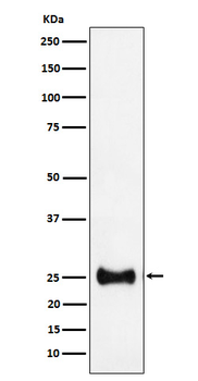 Adenylate kinase 4 Recombinant Rabbit Monoclonal Antibody