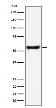 PDCD7 Recombinant Rabbit Monoclonal Antibody