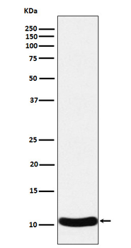 CCL27 Recombinant Rabbit Monoclonal Antibody