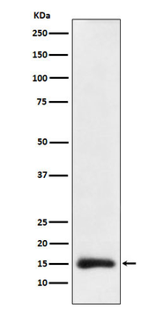 Acetyl-Histone H3.1 (Lys24) Recombinant Rabbit Monoclonal Antibody