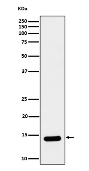 Crotonyl-Histone H2B type 2E (Lys12) Recombinant Rabbit Monoclonal Antibody