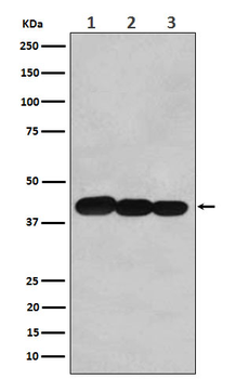BCL2 like 14 Recombinant Rabbit Monoclonal Antibody