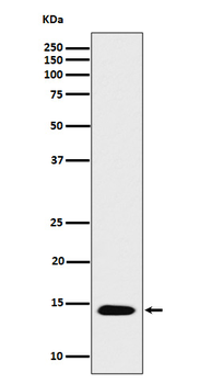 Acetyl-Histone H2B type 2E (Lys16) Recombinant Rabbit Monoclonal Antibody