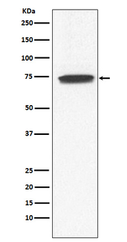 Guanylyl Cyclase alpha 1 Recombinant Rabbit Monoclonal Antibody