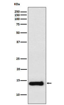Prokineticin 1 Recombinant Rabbit Monoclonal Antibody