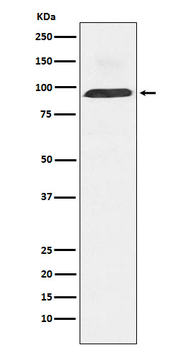 Dynamin 3 Recombinant Rabbit Monoclonal Antibody