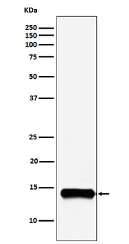 PLA2G2A Recombinant Rabbit Monoclonal Antibody