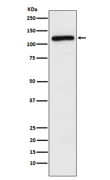 APLP2 Recombinant Rabbit Monoclonal Antibody
