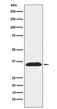 PEX19 Recombinant Rabbit Monoclonal Antibody