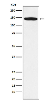 HIV TAT specific factor 1 Recombinant Rabbit Monoclonal Antibody