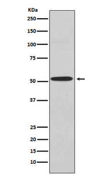 Kir2.1 Recombinant Rabbit Monoclonal Antibody