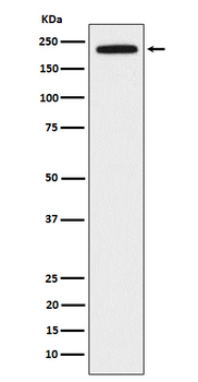 DOCK2 Recombinant Rabbit Monoclonal Antibody