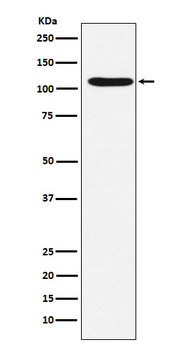 HIRA Recombinant Rabbit Monoclonal Antibody
