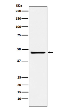 FRA2 Recombinant Rabbit Monoclonal Antibody